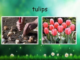 tulips
 