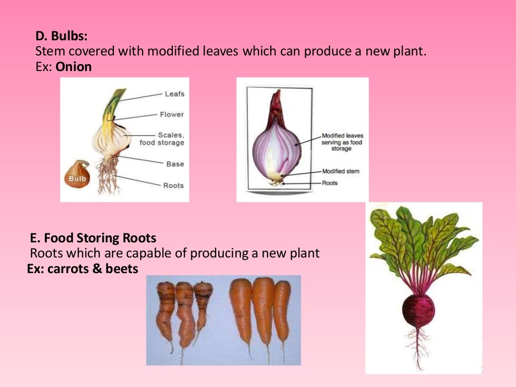 Asexual reproduction in plants