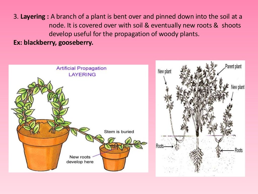 Asexual reproduction in plants