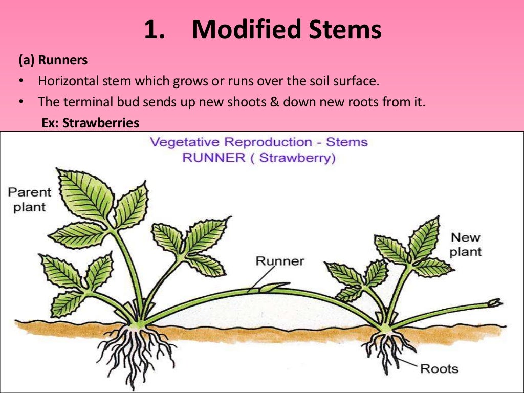 Asexual Reproduction In Plants Diagram Slide 11 1024