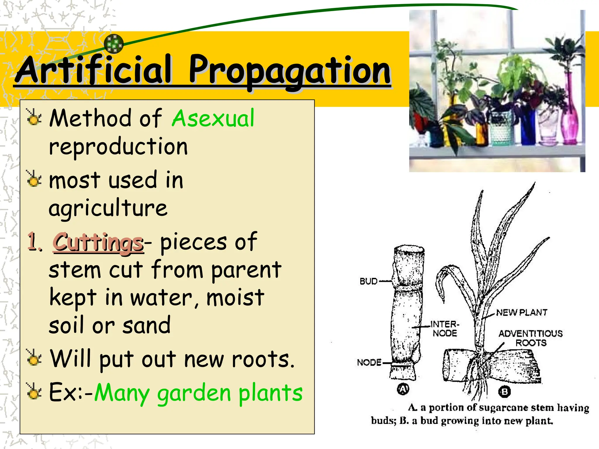 asexualreproductioninffffffffffplants.ppt