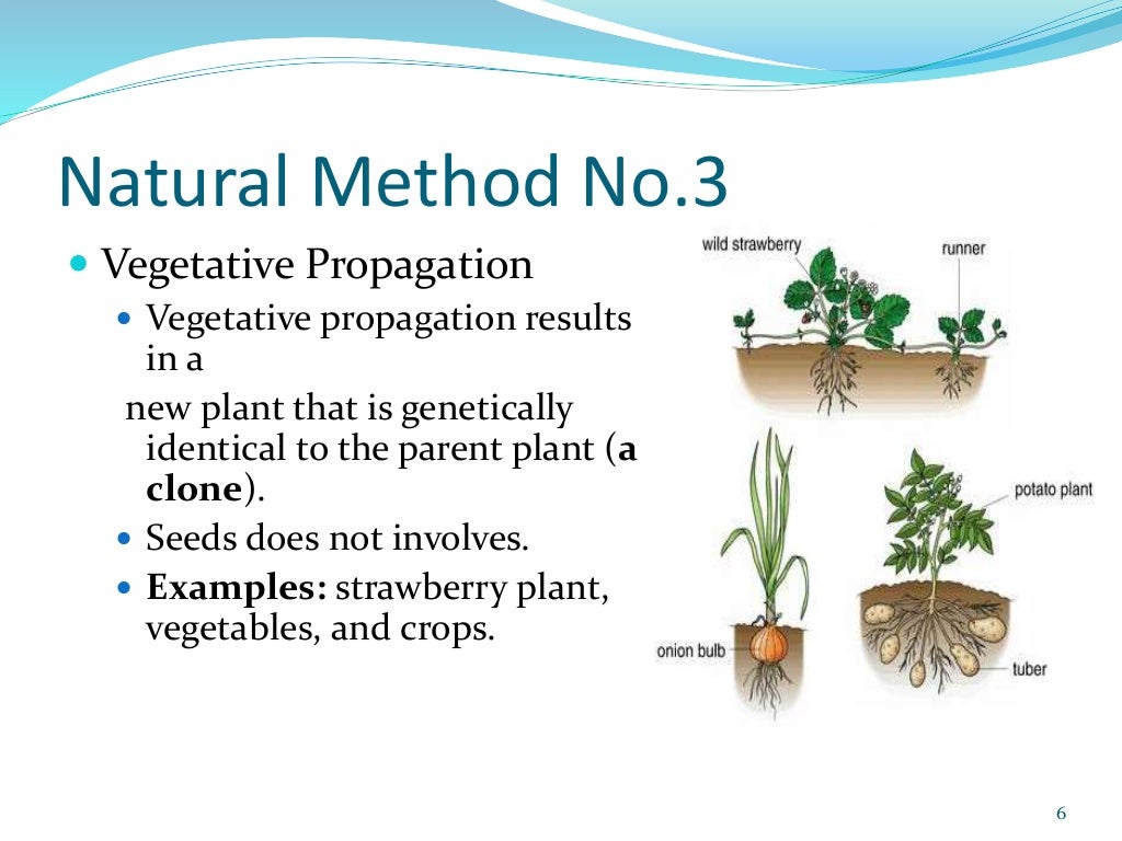 Asexual Reproduction in Plants (Quick Rivew)