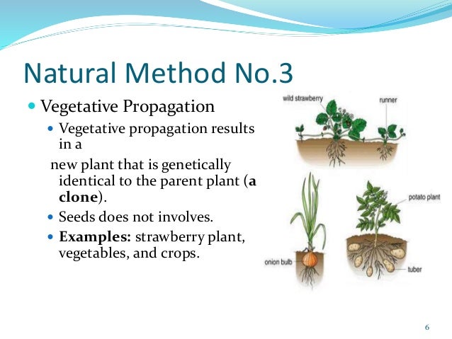 Which is an example of asexual reproduction in plants picture 715