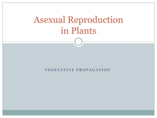 Vegetative Propagation Asexual Reproduction in Plants 