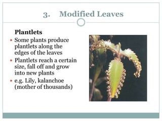Plantlets Examples Asexual reproduction of a flowering plant | PPTX