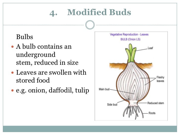 Asexual reproduction of a flowering plant