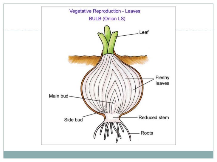 Asexual reproduction of a flowering plant