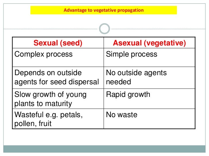 Asexual reproduction of a flowering plant