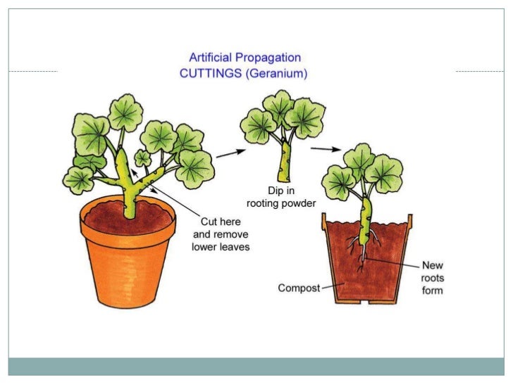 Asexual reproduction of a flowering plant
