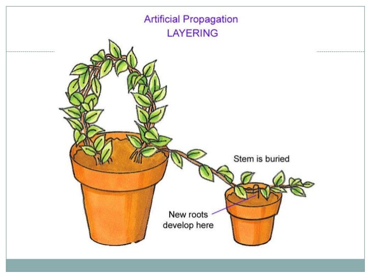 Asexual reproduction of a flowering plant