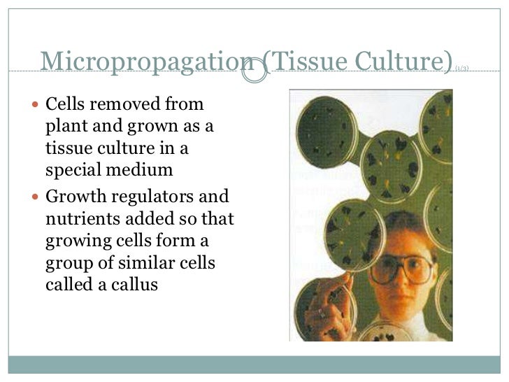 Asexual reproduction of a flowering plant