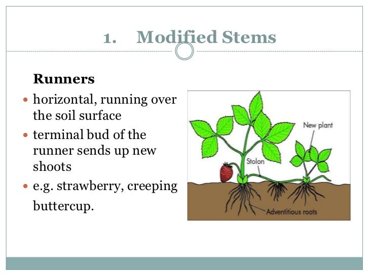 Asexual reproduction of a flowering plant