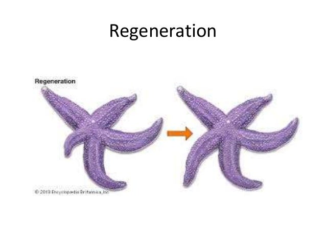 asexual reproduction of animals