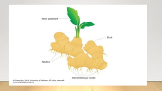 Asexual reproduction of plants | PPTX