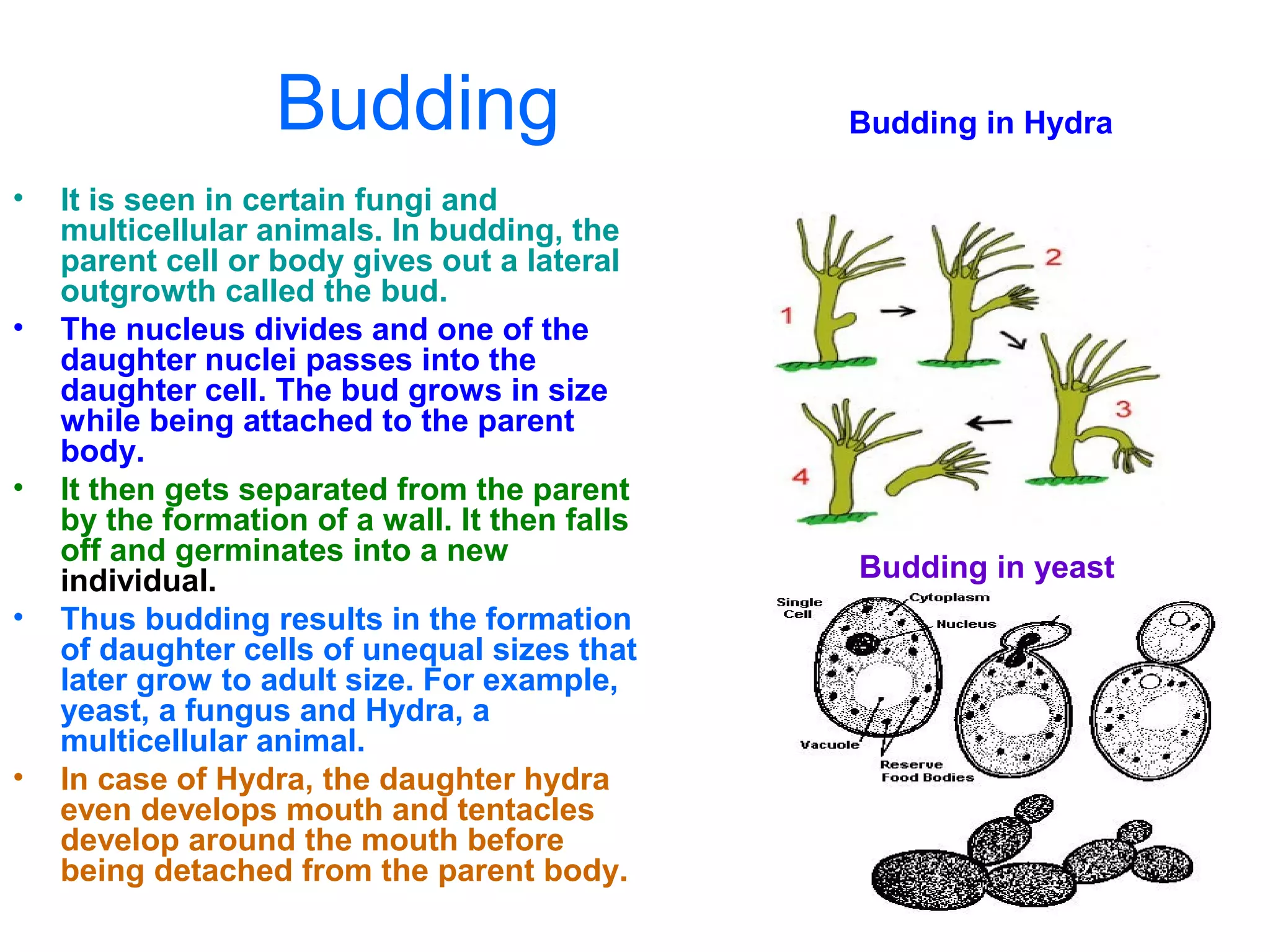 Budding
• It is seen in certain fungi and
multicellular animals. In budding, the
parent cell or body gives out a lateral
outgrowth called the bud.
• The nucleus divides and one of the
daughter nuclei passes into the
daughter cell. The bud grows in size
while being attached to the parent
body.
• It then gets separated from the parent
by the formation of a wall. It then falls
off and germinates into a new
individual.
• Thus budding results in the formation
of daughter cells of unequal sizes that
later grow to adult size. For example,
yeast, a fungus and Hydra, a
multicellular animal.
• In case of Hydra, the daughter hydra
even develops mouth and tentacles
develop around the mouth before
being detached from the parent body.
Budding in yeast
Budding in Hydra
 