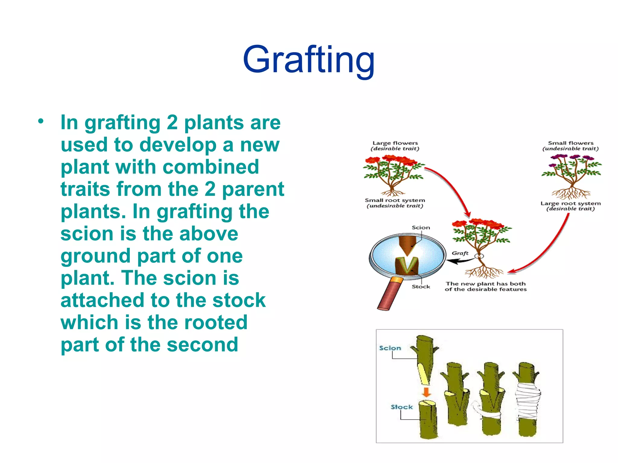 Grafting
• In grafting 2 plants are
used to develop a new
plant with combined
traits from the 2 parent
plants. In grafting the
scion is the above
ground part of one
plant. The scion is
attached to the stock
which is the rooted
part of the second
 