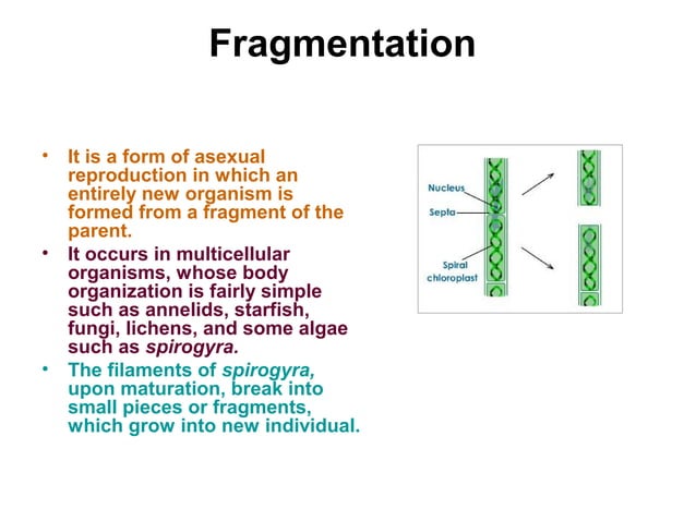 Asexual reproduction ppt | PPT