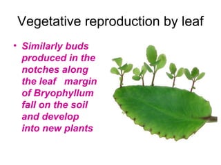 Asexual reproduction ppt | PPT