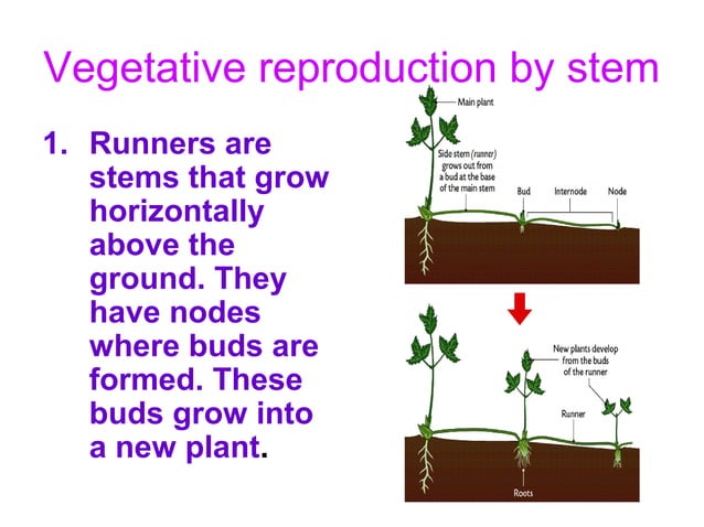 Asexual reproduction ppt | PPT | Reproductive Health | Diseases and ...
