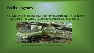 Parthenogenesis
• occurs when an embryo develops from an unfertilized cell. It occurs in
invertebrates, as well as in some fish, amphibians, and reptiles.
Baby Komodo dragon produced through parthenogenesis.
 