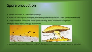 Spore production
• Spores are stored in sacs called Sporangia.
• When the Sporangia bursts open; minute single-celled structures called spores are released.
• Under favorable conditions, these spores develop into a new identical organism.
Example: bread mold (alamag), mushrooms
A species of bread mold ( Rhizopus stolonifer) and a common mushroom produce spores to reproduce
 