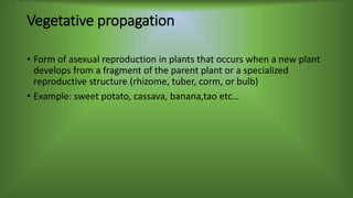 Vegetative propagation
• Form of asexual reproduction in plants that occurs when a new plant
develops from a fragment of the parent plant or a specialized
reproductive structure (rhizome, tuber, corm, or bulb)
• Example: sweet potato, cassava, banana,tao etc…
 