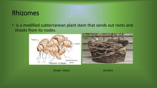 Rhizomes
• is a modified subterranean plant stem that sends out roots and
shoots from its nodes.
Ginger (luya) bamboo
 