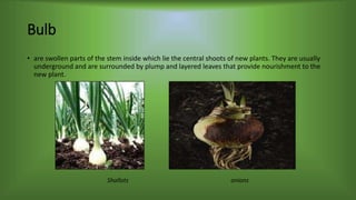 Bulb
• are swollen parts of the stem inside which lie the central shoots of new plants. They are usually
underground and are surrounded by plump and layered leaves that provide nourishment to the
new plant.
Shallots onions
 