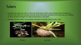 Tubers
• emerge from either the stem or the root of the plant. Stem tubers develop from rhizomes or
runners that swell from storing nutrients while root tubers develop from roots that are modified
to store nutrients and get too large and produce a new plant.
• Examples of stem tubers are potatoes and yams or locally known as ube, apari.
Potatoes yam (ube)
 