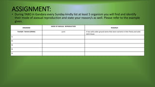 ASSIGNMENT:
• During TABO in Gandara every Sunday kindly list at least 5 organism you will find and identify
their mode of asexual reproduction and state your reason/s as well. Please refer to the example
given.
ORGANISM
MODE OF ASEXUAL REPRODUCTION
REASON/S
Example: banana (aldaba) corm It has solid under ground stems that store nutrients in their fleshy and solid
stem tissue.
1.
2.
3.
4.
5.
 
