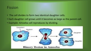 Fission
• The cell divides to form two identical daughter cells.
• Each daughter cell grows until it becomes as large as the parent cell.
• Example: Amoeba cell reproduces by dividing.
 