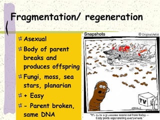 Asexual vs. sexual_reproduction | PPT