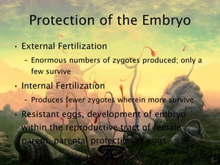 Protection of the Embryo External Fertilization Enormous numbers of zygotes produced; only a few survive Internal Fertilization Produces fewer zygotes wherein more survive Resistant eggs, development of embryo within the reproductive tract of female parent, parental protection of eggs 