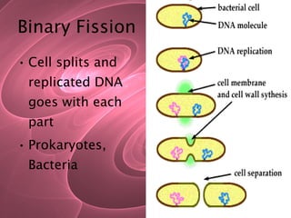 Binary Fission Cell splits and replicated DNA goes with each part Prokaryotes, Bacteria 