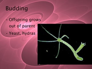 Budding Offspring grows out of parent Yeast, hydras 