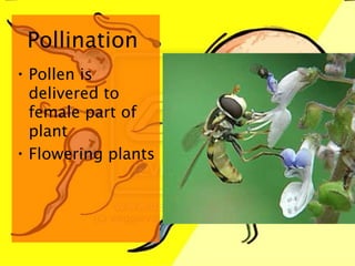 Pollination Pollen is delivered to female part of plant Flowering plants 