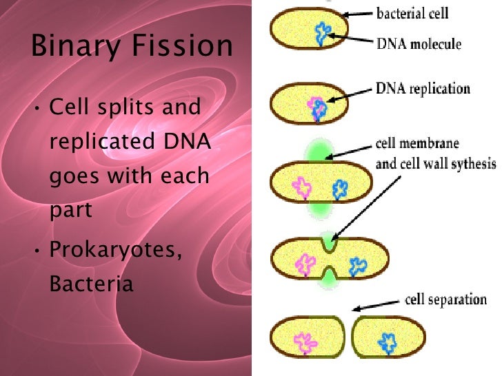 asexual vs sexual reproduction sexual and asexual reproduction venn diagram