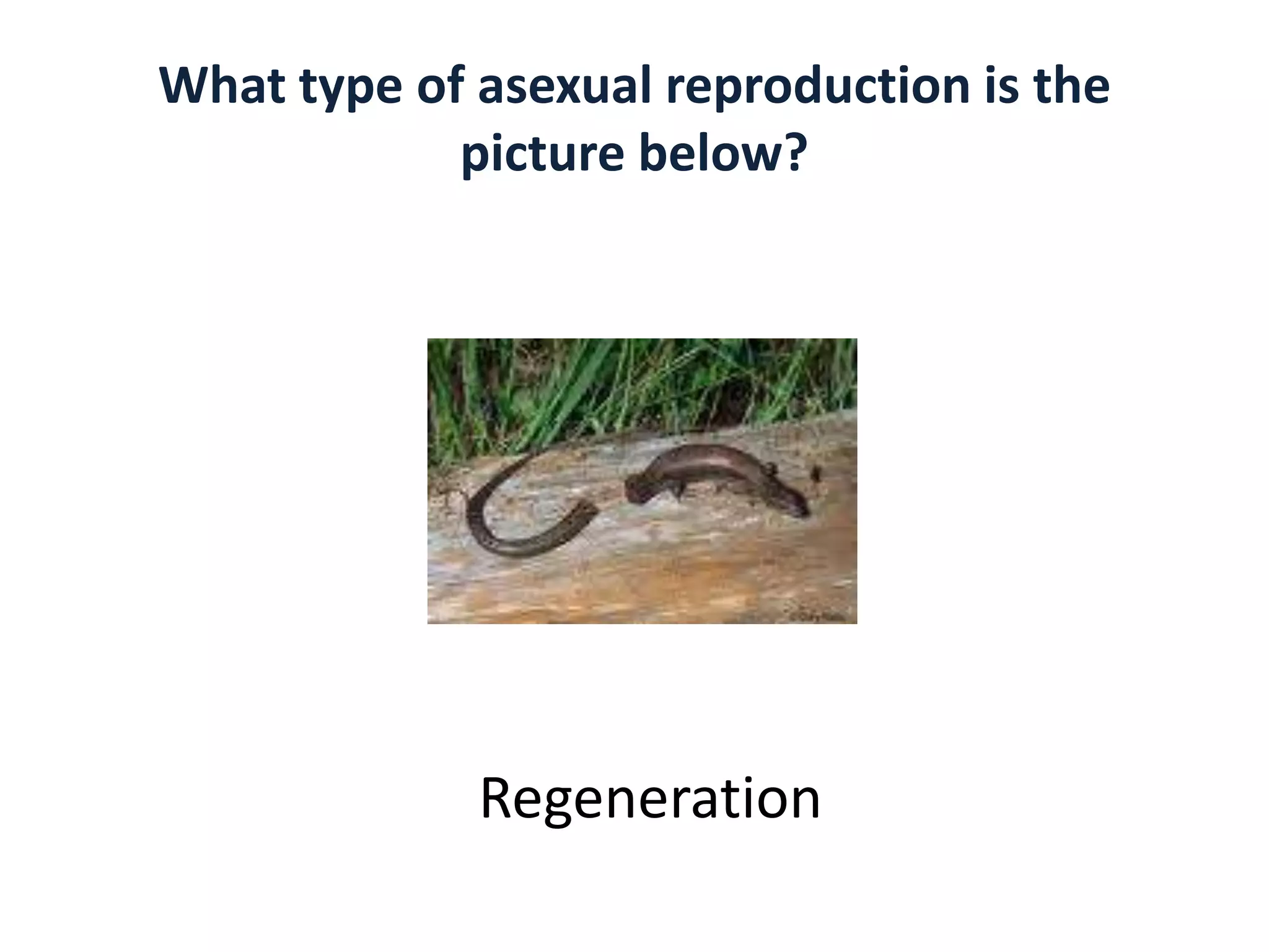 Asexual vs Sexual Reproduction Biology Diagrams