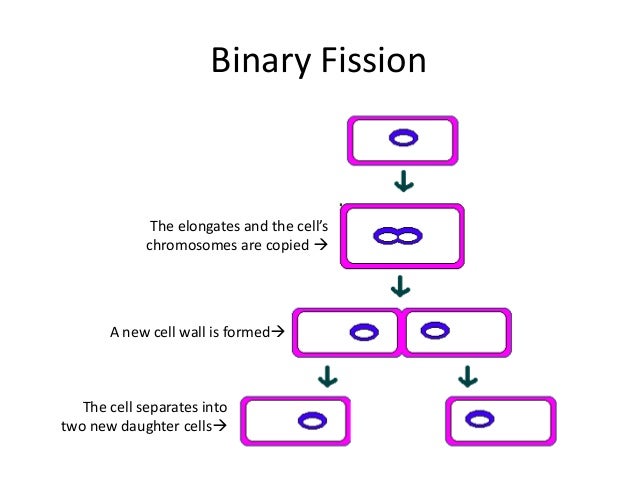fission and fusion venn diagram rome fontanacountryinn com fusion vs fission venn diagram