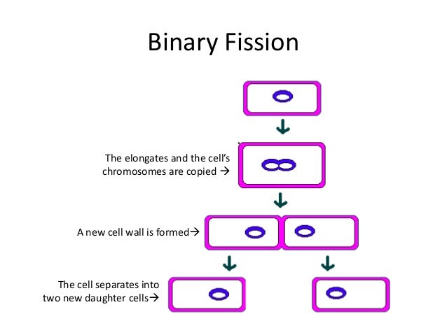 What are examples of binary fission?