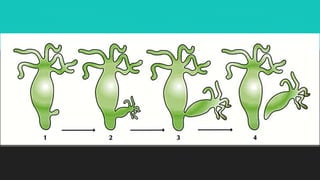 Asexual vs Sexual Reproduction nfdfndnff | PPT