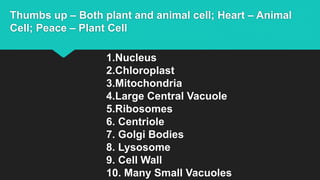 Thumbs up – Both plant and animal cell; Heart – Animal
Cell; Peace – Plant Cell
1.Nucleus
2.Chloroplast
3.Mitochondria
4.Large Central Vacuole
5.Ribosomes
6. Centriole
7. Golgi Bodies
8. Lysosome
9. Cell Wall
10. Many Small Vacuoles
 