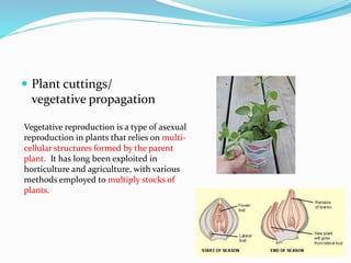 Asexual vs Sexual Reproduction PowerPoint.pptx
