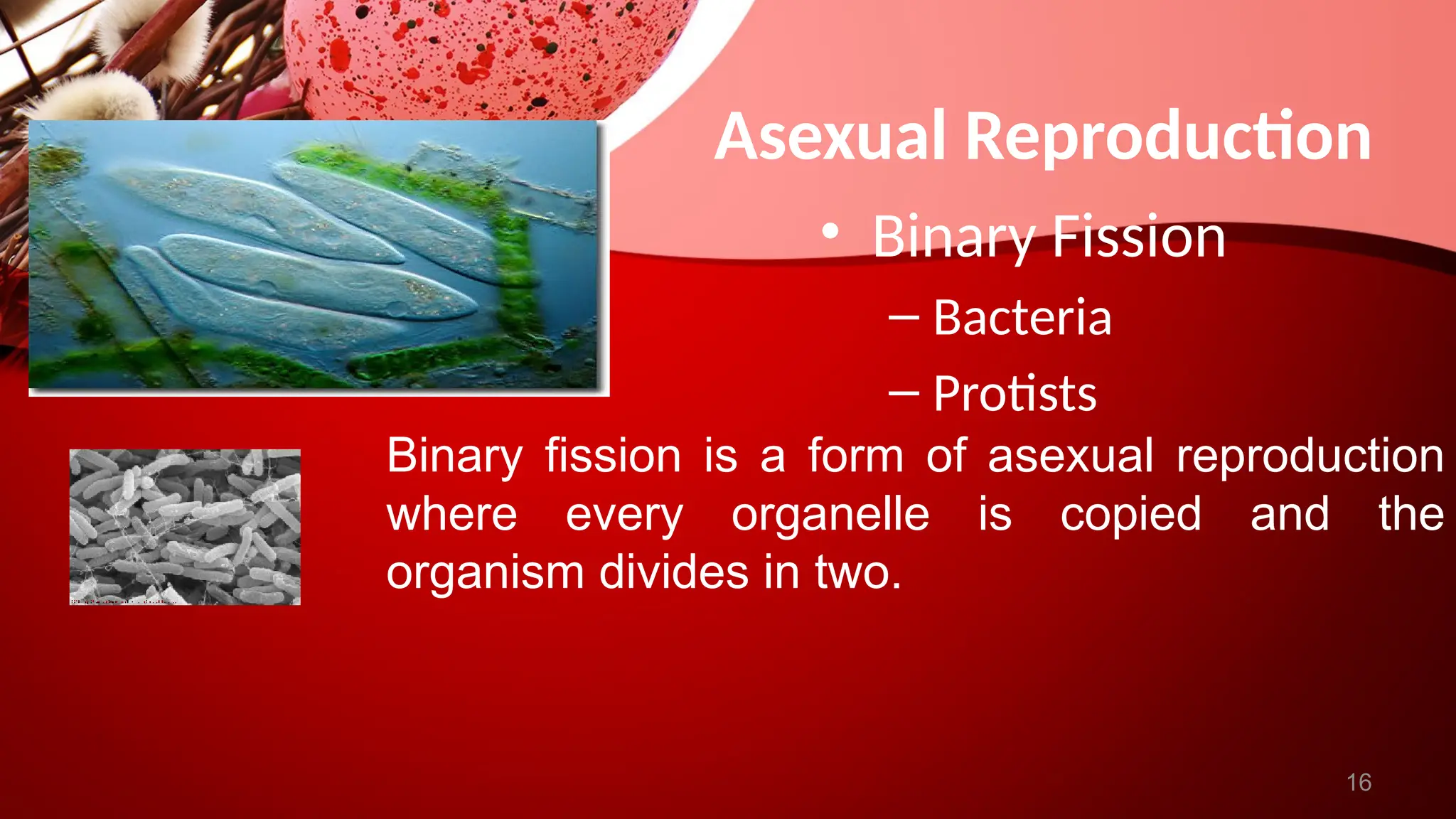 Asexual vs Sexual Reproduction PowerPoint.pptx