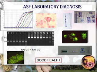 ASF global impact and control