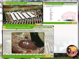 ASF global impact and control