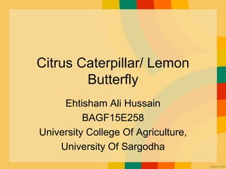 Citrus Caterpillar/ Lemon
Butterfly
Ehtisham Ali Hussain
BAGF15E258
University College Of Agriculture,
University Of Sargodha
 