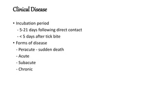 Asfarviridae- a brief description about virus | PPTX