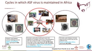 An update on the epidemiology of African swine fever in Africa