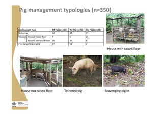 Strengthening pig value chains and managing ASF risk in Uganda: Identifying best bet solutions